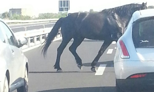 Cavallo contromano sulla A19 nei pressi di Mulinello. Tempestivo e utile l’intervento della Polstrada di Enna.