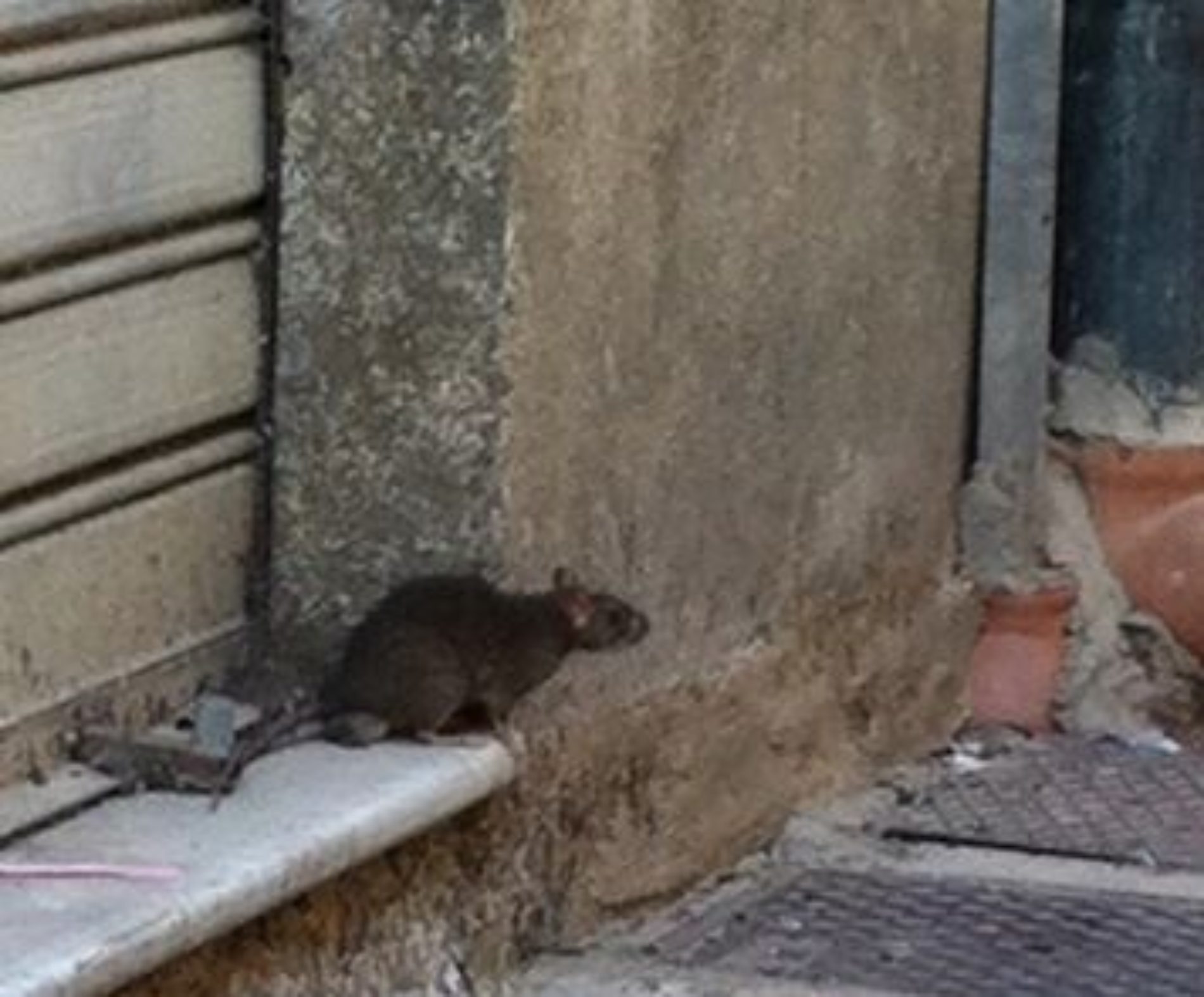 Via Umberto: in pieno centro storico la presenza di ratti.