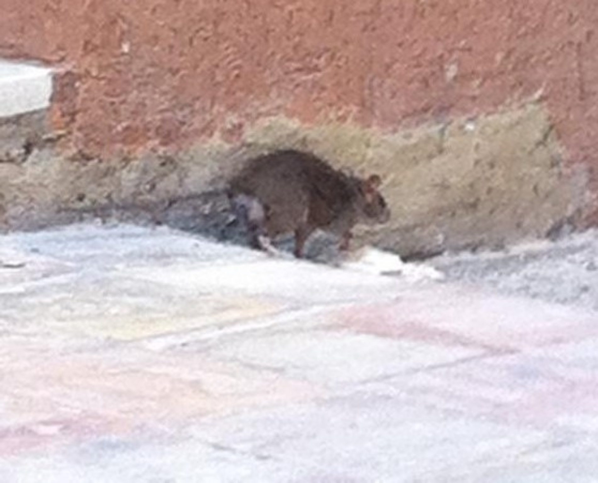 Via Umberto: in pieno centro storico la presenza di ratti.