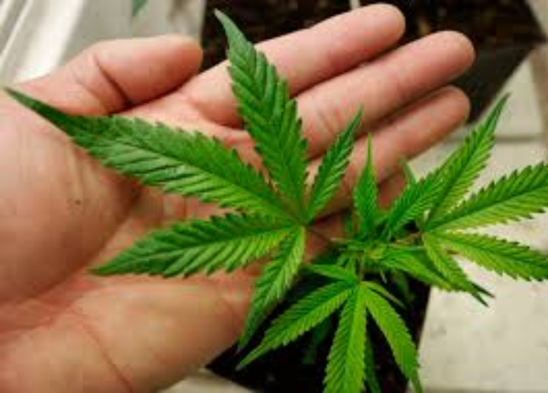 Arrestato perchè coltivava cannabis.