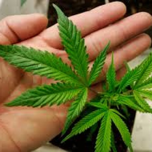Nascondeva 3 gr. di droga in casa, barrese denunciato