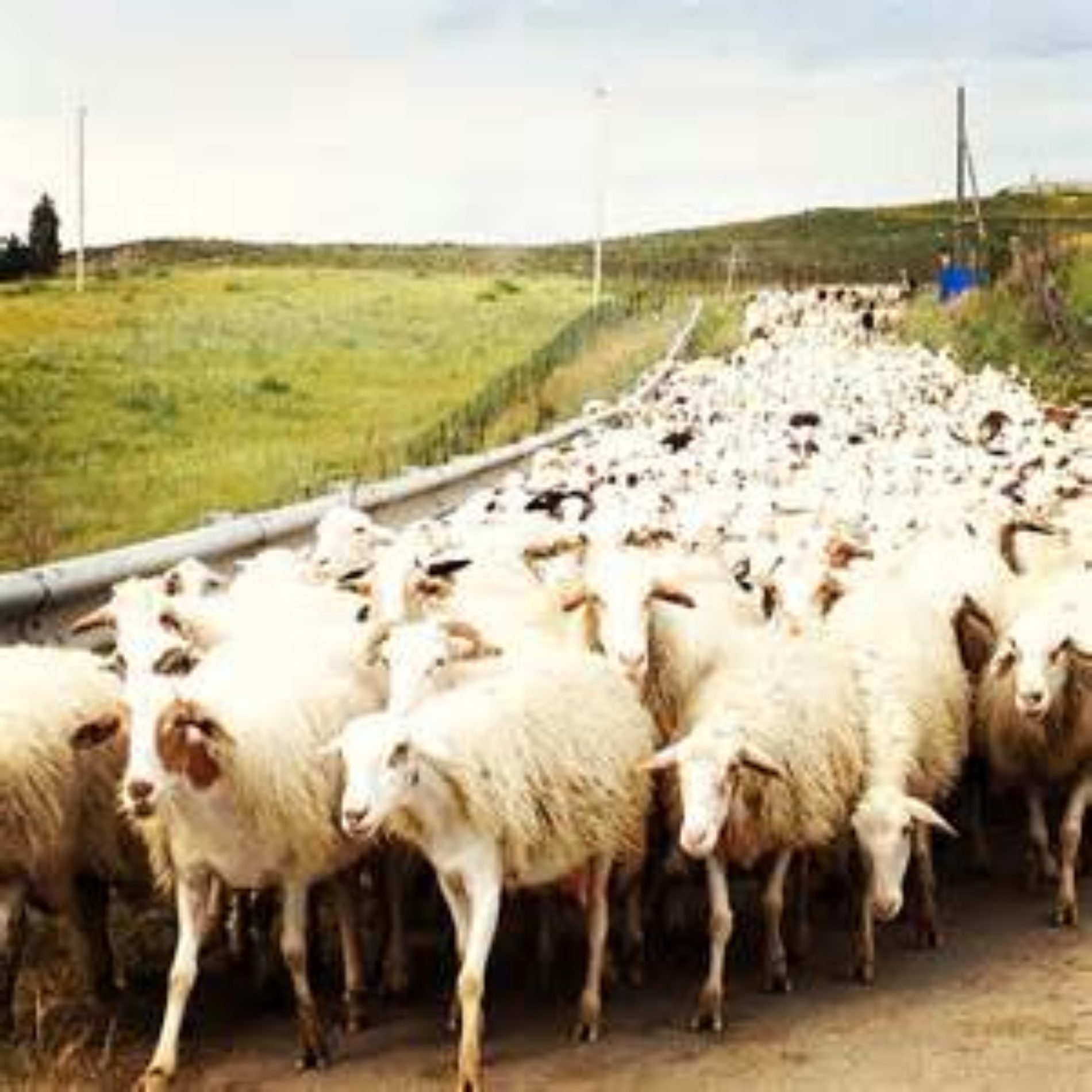 Pesanti condanne per il furto di pecore a Barrafranca