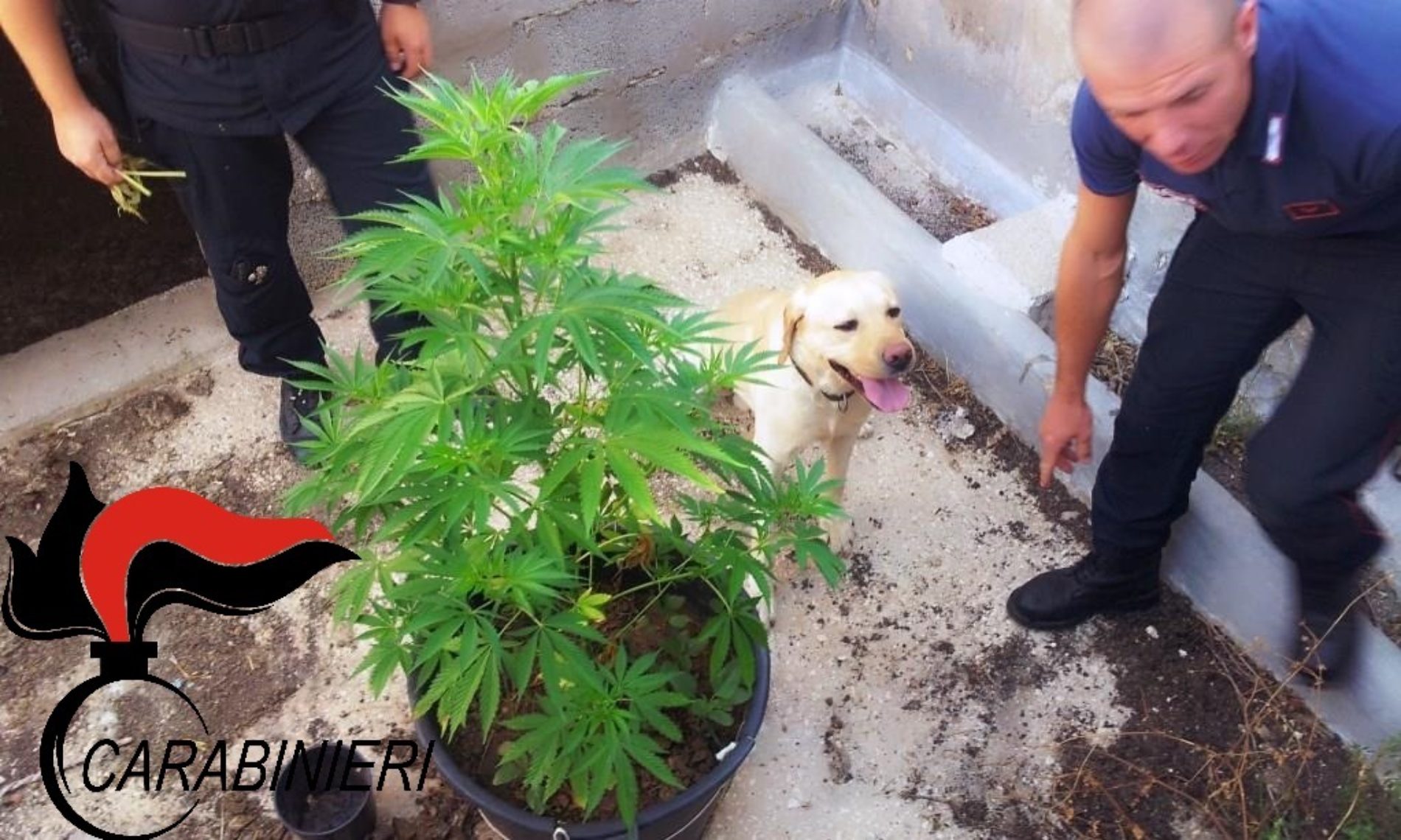 Trovata marijuana a studenti di Barrafranca