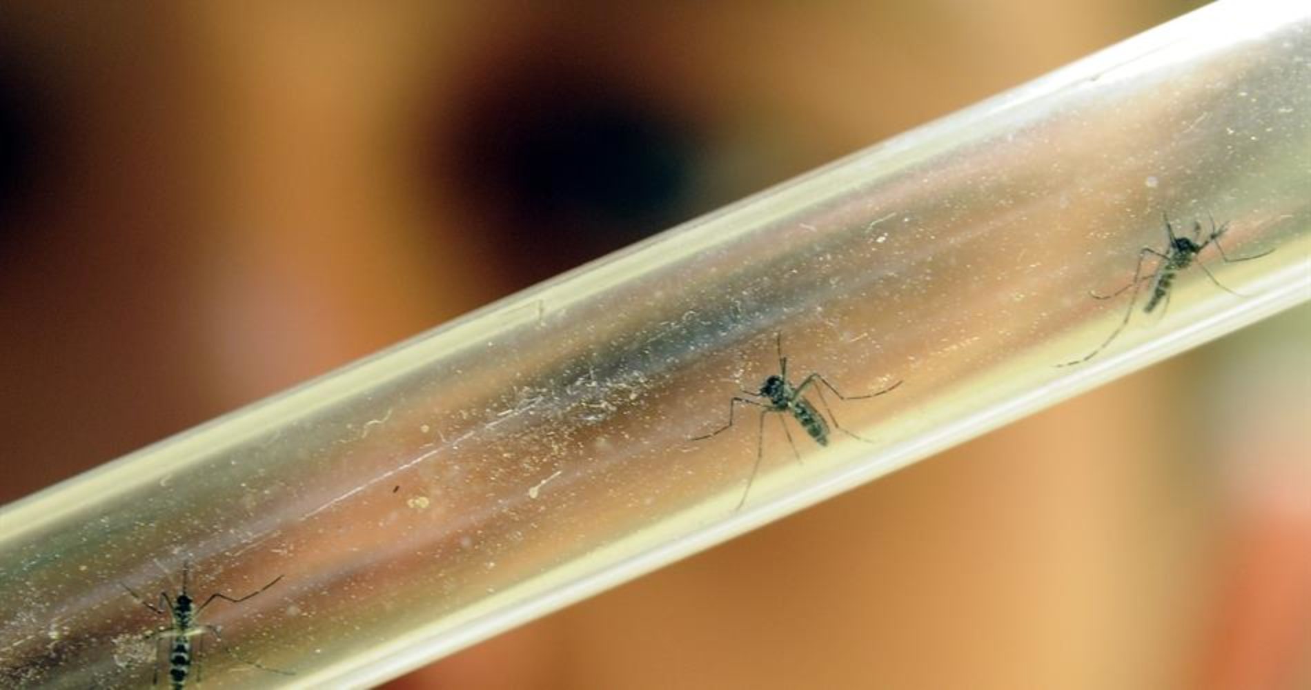 Epidemia da Virus Zika, cosa c’è da sapere