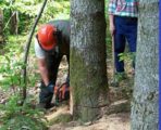 forestali