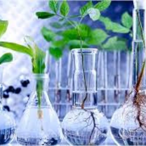 Dal 4 al 7 ottobre corso di formazione sulle piante officinali di Pietraperzia