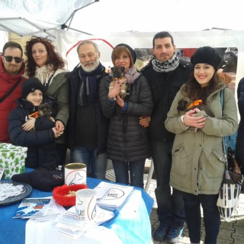 Adotta un cane, è l’appello del gruppo nisseno “Canuzzi compagni di strada”