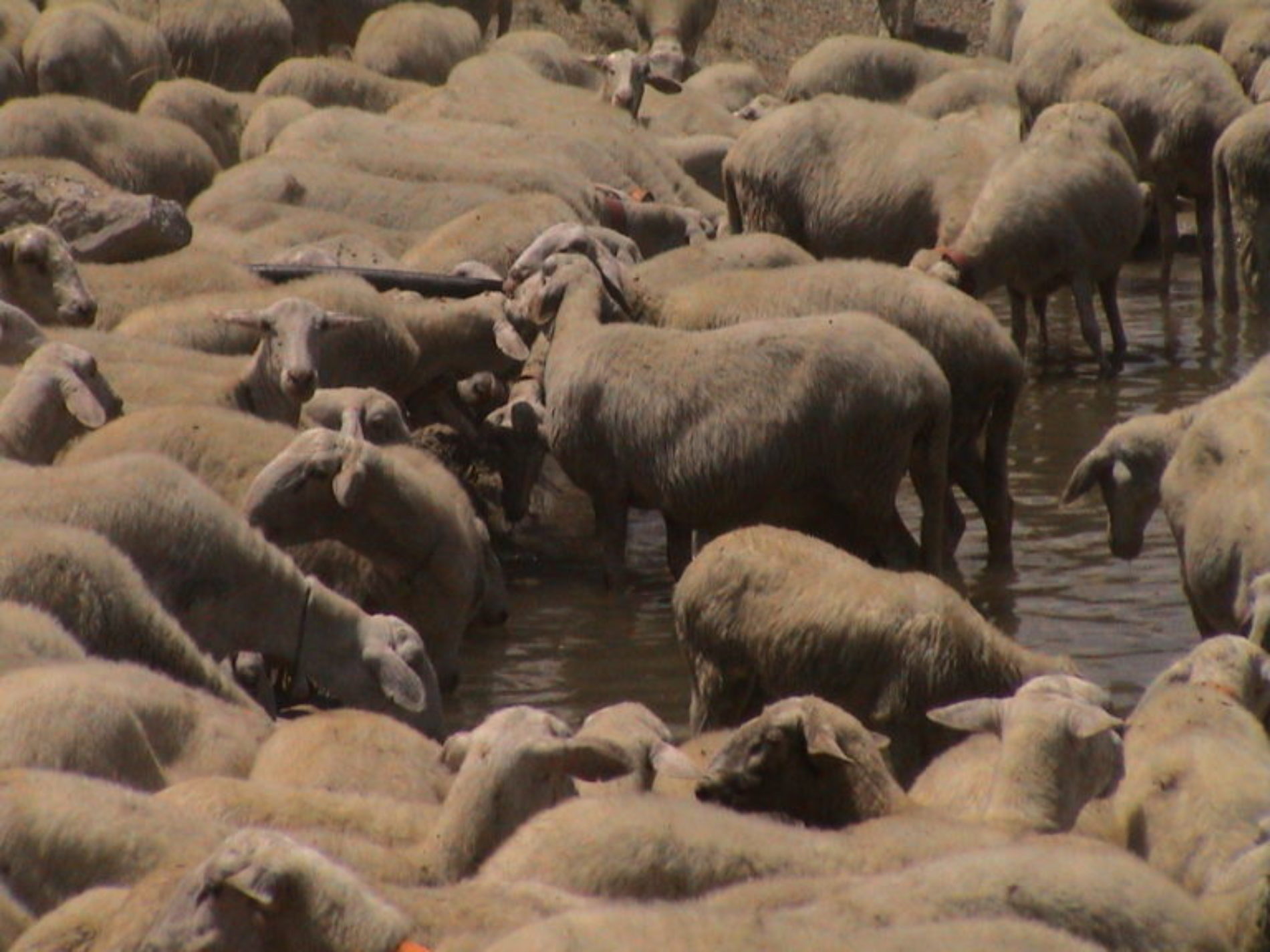 Focolaio di brucellosi in un allevamento ovi-caprino di Pietraperzia