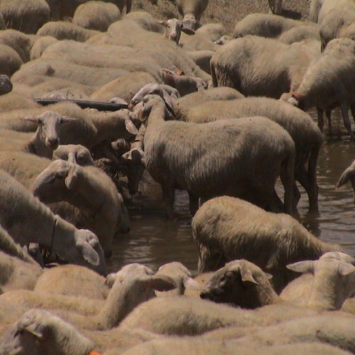 Focolaio di brucellosi in un allevamento ovi-caprino di Pietraperzia