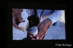 Salotto letterario documentario Occhio della Balena Bobò Centonze