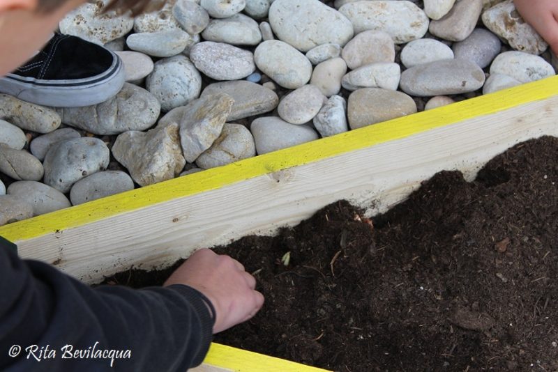 Progetto Crocus scuola Verga
