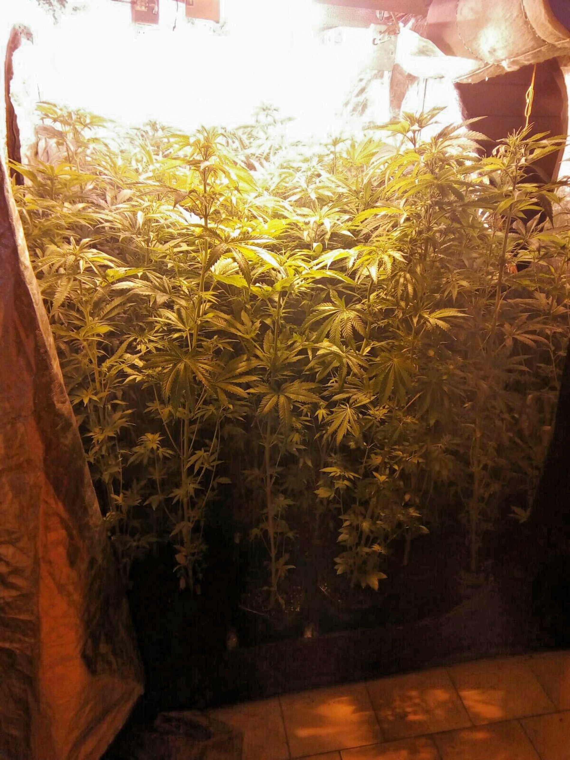 Barrafranca. Scoperta coltivazione di marijuana in un’abitazione. Arrestato pregiudicato responsabile di detenzione e coltivazione di sostanze stupefacenti ai fini di spaccio