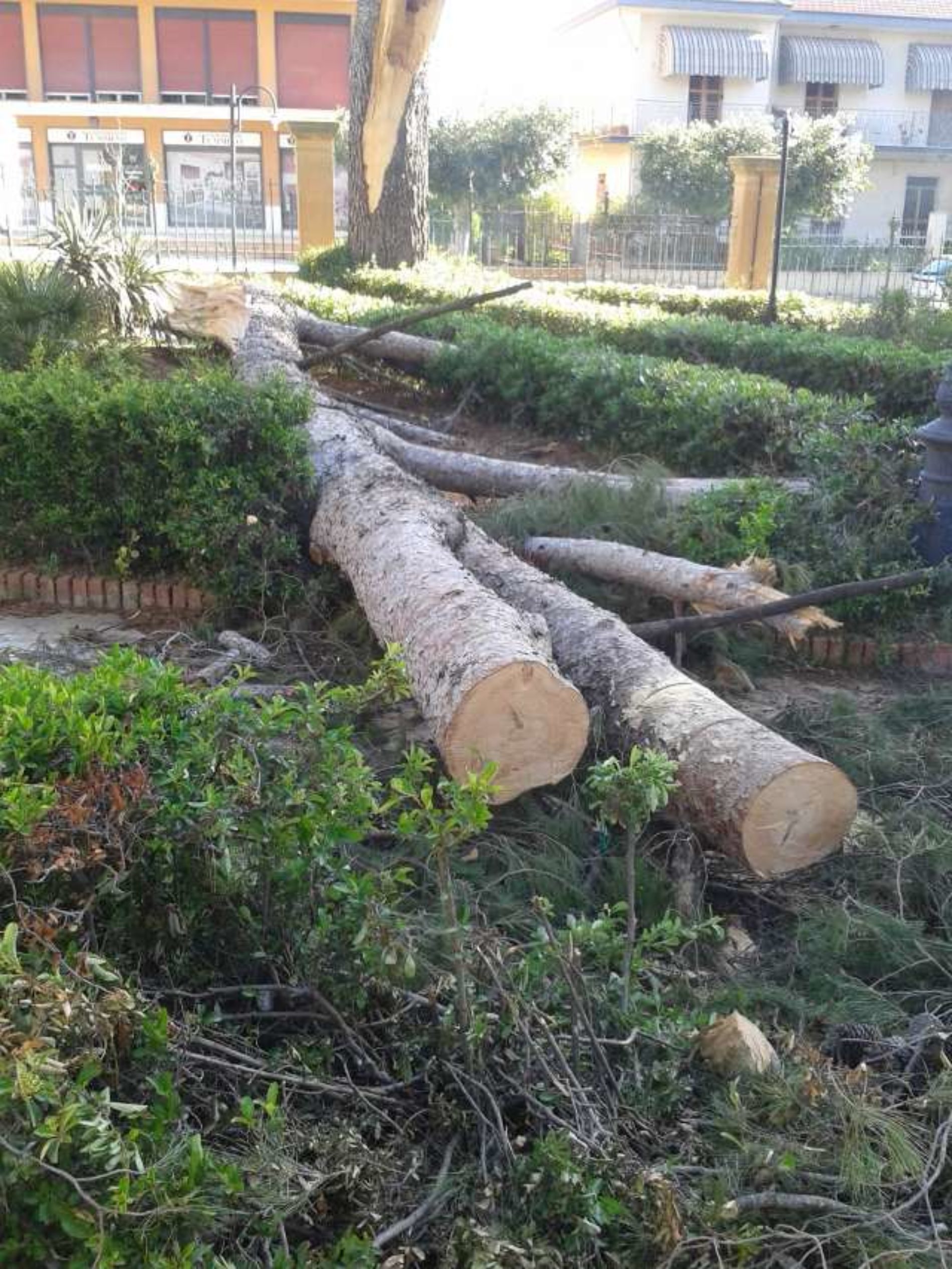 Pietraperzia. Divieto di accesso lato desto villa comunale “Parco della Rimembranza” per la caduta di un albero secolare