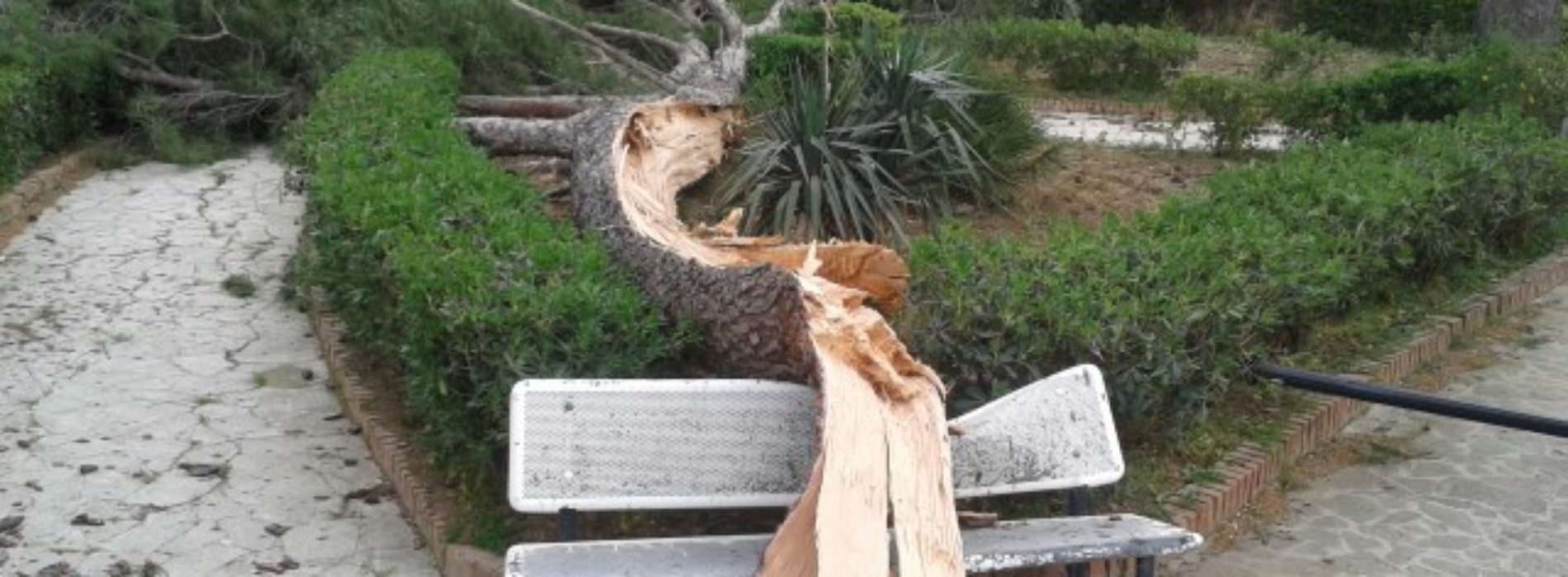 PIETRAPERZIA. Numerosi danni per il vento. Un pino si è schiantato su una panchina della villa comunale “Parco della Rimembranza” di viale Marconi