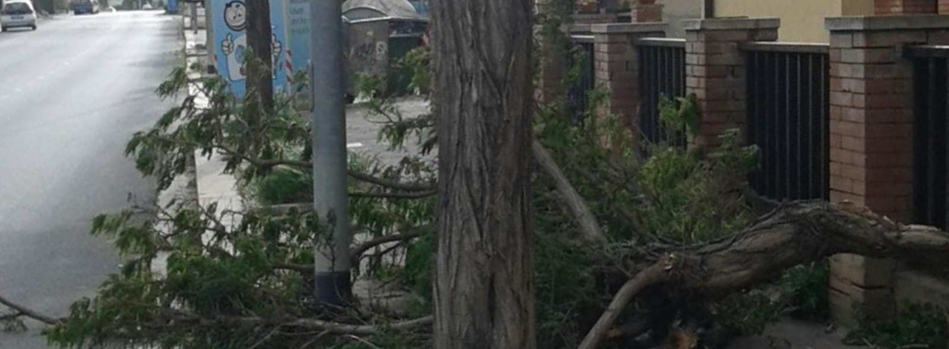 PIETRAPERZIA. Numerosi danni per il vento. Un pino si è schiantato su una panchina della villa comunale “Parco della Rimembranza” di viale Marconi