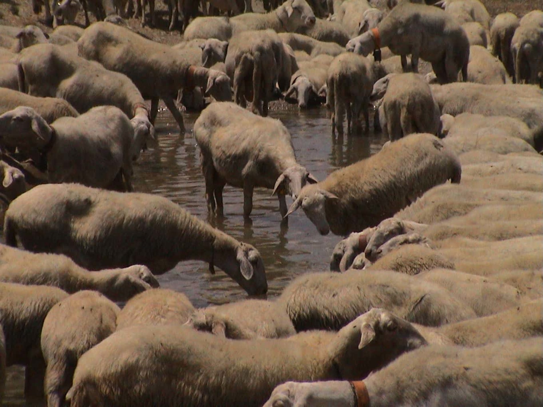 PIETRAPERZIA. Due Ordinanze sindacali per la macellazione di ovini  e caprini.