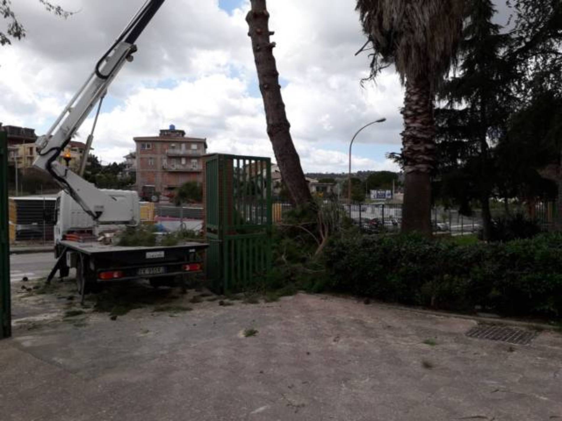 PIETRAPERZIA. Tagliato del tutto, perché pericoloso, uno dei pini del plesso “Verga”.