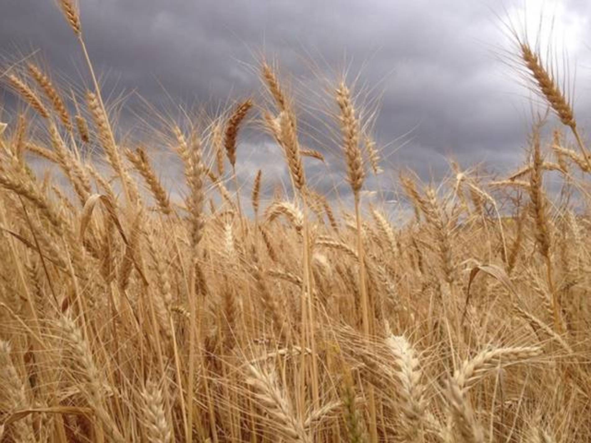ENNA. Depositato il marchio SWB. Monta sempre più interesse intorno alla notizia della nascita della SWB Sicilian Wheat Bank la banca del grano italiano.