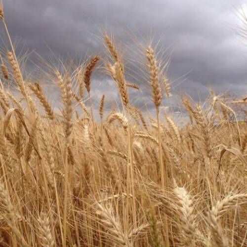 GDF Sequestrati 105.750 kg di grano – 5 denunce