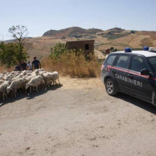 CALTANISSETTA. Prelevati in maniera coatta dai carabinieri 350 ovi-caprini. 
