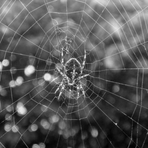 Siciliani e Sicilianità- L’antico detto siciliano “Parabbula significa tarantula ballerina”