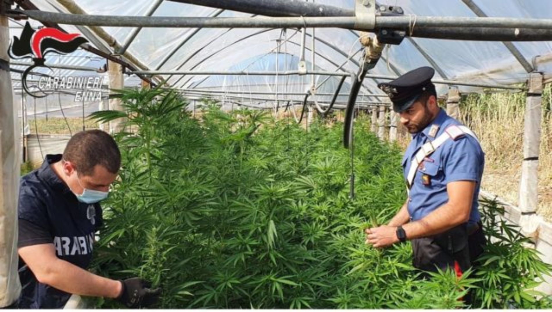 Piazza Armerina Un uomo di 48 anni è stato arrestato per il reato di coltivazione illecita di sostanze stupefacenti. Aveva allestito una serra con più di 300 piante di marijuana.