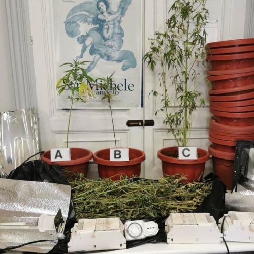 Leonforte. La Polizia di Stato denuncia un giovane leonfortese per coltivazione di cannabis.