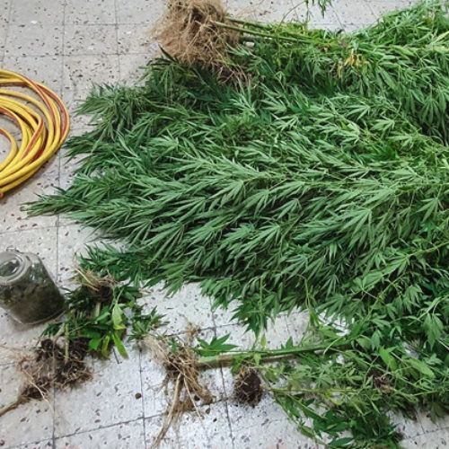 PIAZZA ARMERINA. Lotta allo spaccio di sostanze stupefacenti un arresto per coltivazione di sostanze stupefacenti del tipo marijuana