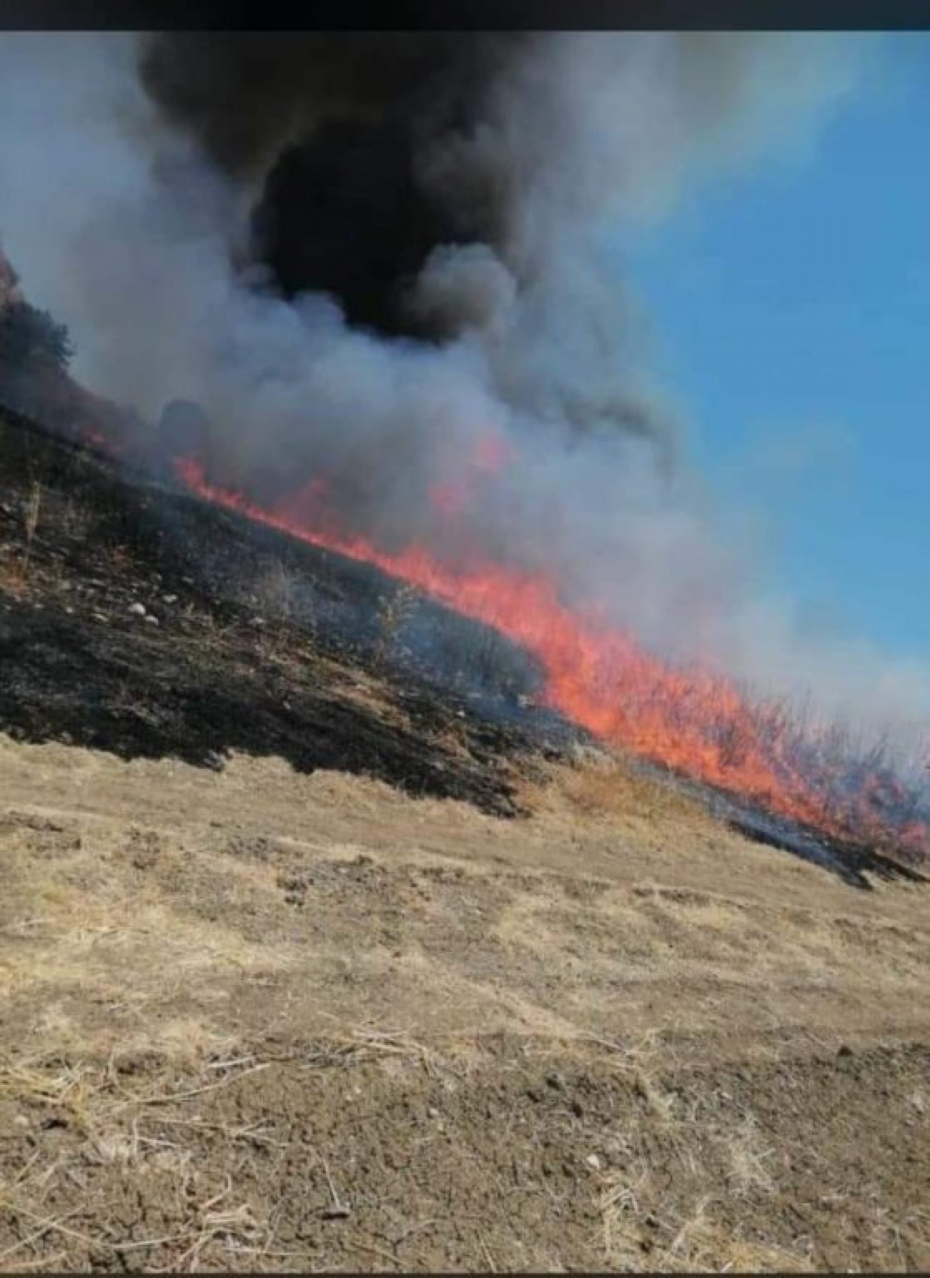 ENNA. EMERGENZA INCENDI  WWF CHIEDE AL PREFETTO L’INTERVENTO DELLE FORZE ARMATE