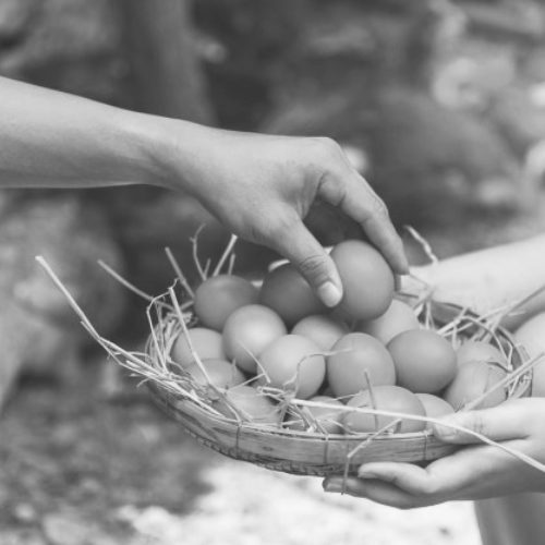 Siciliani e Sicilianità-“Attìa di l’ovu” esclamazione siciliana utilizzata dai padroni per richiamare al dovere i contadini