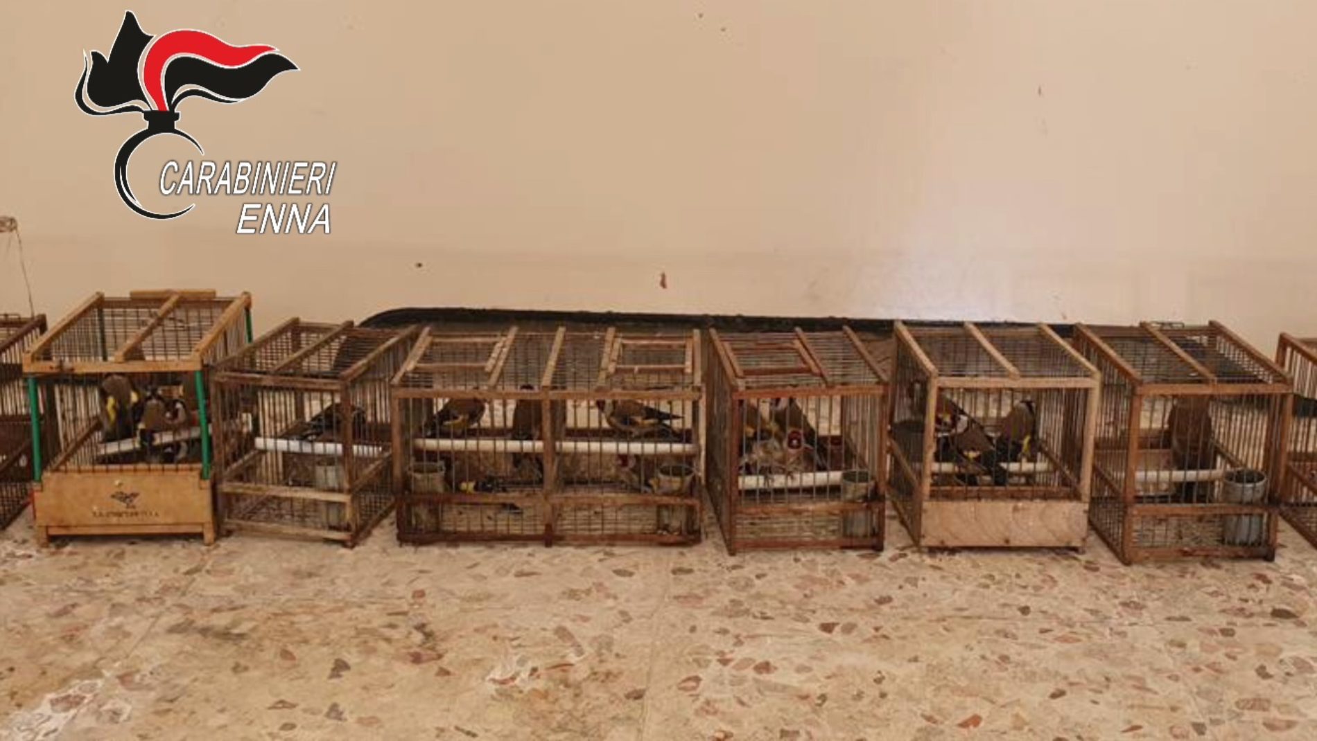 Centuripe. Fermato con 30 cardellini appena catturati