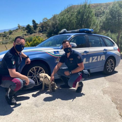 LA POLIZIA DI STATO SALVA CAGNOLINO IN AUTOSTRADA