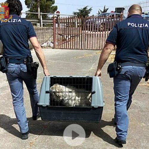 NICOSIA.LA POLIZIA DI STATO SEGNALA ALLA MAGISTRATURA UNA PERSONA PER MALTRATTAMENTI DI ANIMALI