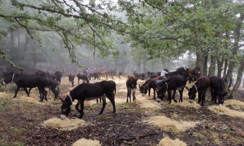 Troina. Il comune chiede alla regione l’assegnazione degli asini ragusani del Parco Forestale di Calaforno