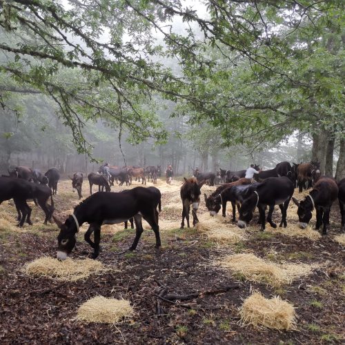 Troina. Il comune chiede alla regione l’assegnazione degli asini ragusani del Parco Forestale di Calaforno