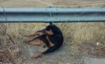 barrafranca cani impiccato e avvelenato (2)
